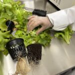 "Close-up of hydroponically grown lettuce being inspected in a lab."