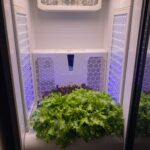 "Hydroponically grown lettuce in an indoor growth chamber with LED lights."